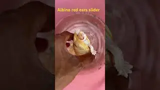 #turtle #important #pets #aquarium #shorts #youtubeshorts #letsgogreen #gardening