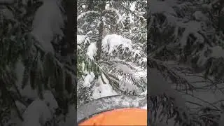 This tree just won't fall!! subscribe #forest #forestry #hardwork #woodworking #wood