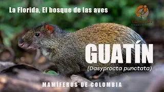 Guat&iacute;n (Dasyprocta punctata), Mam&iacute;feros de Colombia