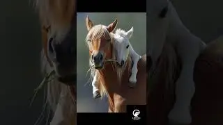 BABY HORSE HUGS Mom! (Pure Animal Bond)