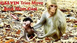 So Nice! Abandon Baby CALVIN Tries Move Back From Chiko To Mom Casi, CALVIN So Tired & Hungry Milk