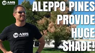 Aleppo Pines Make Great Shade Trees For Phoenix
