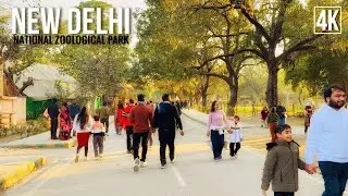 🦁 RELAKSUJĄCY 4K spacer po ZOO w Nowym Delhi | Wycieczka po indyjskim parku zoologicznym &ndash; INDIE