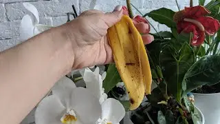 Nu aruncaţi cojile de banane/Reţete Simple md#бананы #banana#plants#fertilizer #fertilizantenatural