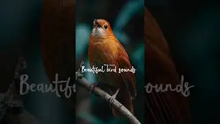 Most beautiful bird song ever #mostbeautifulbird