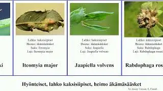 Hy&ouml;nteiset, lahko kaksisiipiset, heimo &auml;k&auml;m&auml;s&auml;&auml;sket dasineura major insect pilosa tritici rosaria