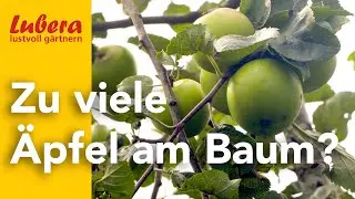 Zu viele &Auml;pfel am Baum?!: Warum man die Apfelernte ausd&uuml;nnen sollte
