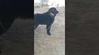 bakharwal dog kennel
