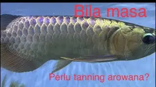Masa bila perlu tanning arowana? MG semasa kecil dan SuperRed apabila ia sudah besar.