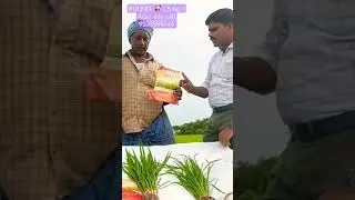 ROCKET PADDY CROP GOOD RESULTS