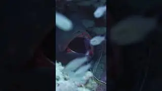 Skunk Cleaner Shrimp #saveourseasfoundation #cleanershrimp #reef #symbioticrelationship