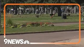 One dead in Wheat Ridge cemetery shooting