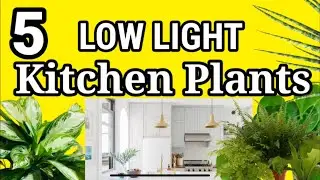 5 LOW LIGHT KITCHEN PLANTS | NO NEED SUN HOUSE PLANTS | pinas_goodtv #shortsvideo