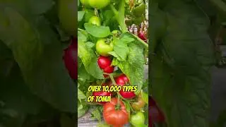 Interesting facts about tomato. #TomatoFacts #FunFacts #Tomato #DidYouKnow #FruitOrVegetable #shorts