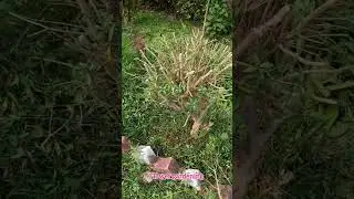 mini chandni pruning in winter