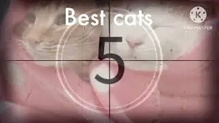 2029 Best cat new year