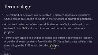 Basic Structure and Function of the Nervous System