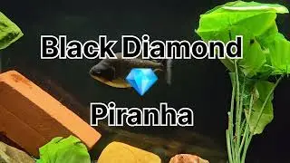 Black Diamond Piranha - Feeding on Silversides