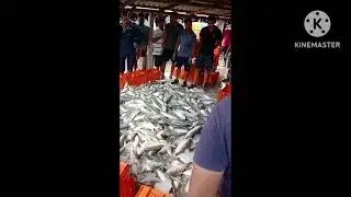 Odisha Wholesale Fish Market , Elish r Elish