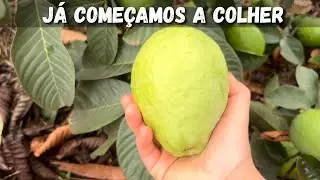 Novos Pés de Goiabas🌳
