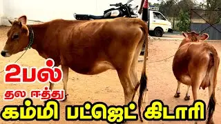 2பல் தல ஈத்து கிடாரி விற்பனைக்கு வந்துள்ளது, கம்மி விலைக்கு விற்பனை  Jersey cow sales #jersey #cow 