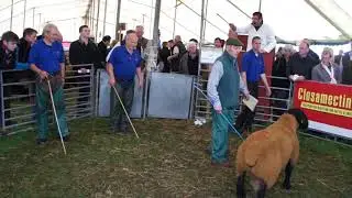 Selling Sheep at Kelso Tup Sales 2017