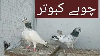 Pigeon #golden #teddy #sialkoti #chatwalay #aliwalay #03086650737 #kashifpigeonclub