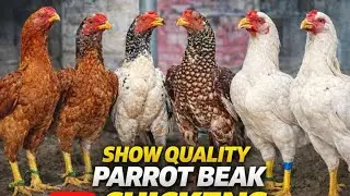Top quality Parrot beak 💫|9082214290| (PART 2)