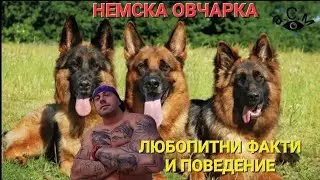 НЕМСКА ОВЧАРКА - ЛЮБОПИТНИ ФАКТИ И ПОВЕДЕНИЕ    а.С.м