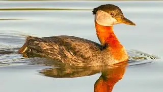 Red necked grebe (Podiceps grisegena) in breeding plumage