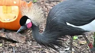 Grey Crowned Crane San Francisco Zoo California USA