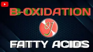 Beta Oxidation of fatty acids explained step by step