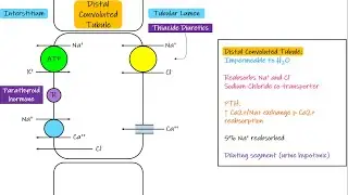 Transporte en el t&uacute;bulo contorneado distal. Cap&iacute;tulo 28, parte 5. Fisiolog&iacute;a de Guyton y Hall.