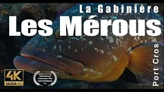 Plong&eacute;e avec les M&eacute;rous de Port Cros - La Gabini&egrave;re (diving with groupers)