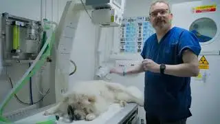 Pete Wicks: For Dogs Sake S03E02 | Nugget, Tetley and The Police Pups