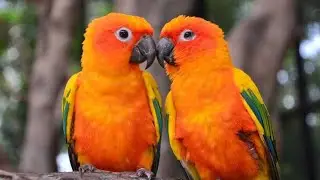 Sun. Conure talking 💝