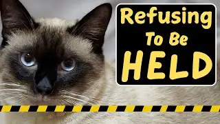 My Cat Doesn&rsquo;t Like To Be Held (IMPORTANT REASONS!)