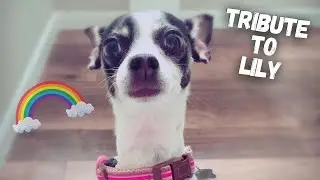 Saying Goodbye to My Dog & Companion Lily (van life dog)