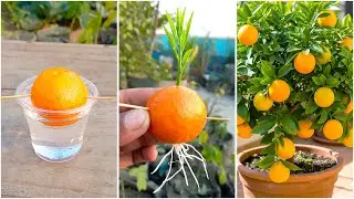 Simple way to grow orange plant | Make your garden juicy & healthy