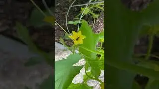 #freebees pollinating our Cucumbers. Subscribe and check out our content for help catching 🐝 ThankU