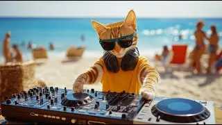 DJ Meowzart - Summer Vibes