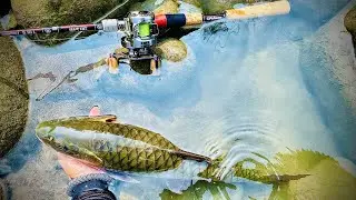 （溪流路亞）#fishman BC4 510L#shimano 黑康 YGK0.8 碳線2.0