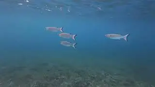 Exploration sous-marine &agrave; Sainte-Anne : poissons de r&eacute;cif et moto engloutie.
