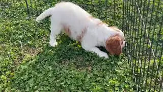 Precious Cavalier King Charles Spaniel Puppy Jerri   SD 480p