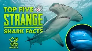 5 STRANGE Facts About Sharks 🦈  | They Do THIS Strange Thing