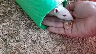 April 4 - Happy WORLD RAT DAY!!! 🐭🐀 #rats #rat #shorts #funny #cute #animals #animal