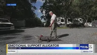 Emotional Support Alligator