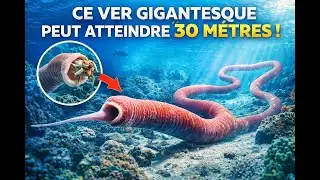 Ce Ver Peut Mesurer PLUS de 30 M&egrave;tres&hellip; L&rsquo;Un des Animaux les Plus Longs de la Plan&egrave;te 🧬🌊😨