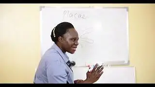 THE ANATOMY OF THE OVARIES