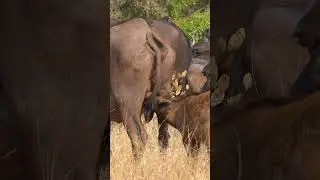 Cute Baby Buffalo suckling from Mom in the Kruger Park